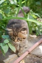 Little beautiful kitten sits in the green grass Royalty Free Stock Photo