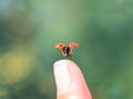 Little beautiful ladybug flies up from a man`s finger spreading