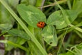 Little beautiful ladybug sits on a green leaf Royalty Free Stock Photo