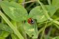 Little beautiful ladybug sits on a green leaf Royalty Free Stock Photo