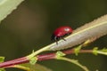 Little beautiful ladybug sits on a green leaf Royalty Free Stock Photo