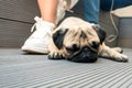 Little beautiful pug sleeps on a wooden floor. horizontal frame