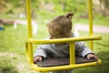 Little beautiful red-haired girl hung on a swing, baby plays on a swing on the playground Royalty Free Stock Photo