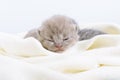 Little beautiful Scottish kitten sleeping on a light soft blanket