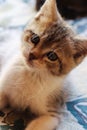 Little beautiful tricolor kitten. Beautiful big eyes