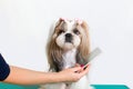 Little beauty shih-tzu dog at the groomer's hand