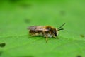 A little bee apoidea on green leaf in nature