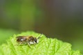 A little bee apoidea on green leaf in nature