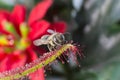 Little bee catched by carnivorous Sundew