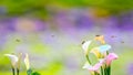 Little bee collecting nectar on the yellow pollen of white Calla lily flower Royalty Free Stock Photo