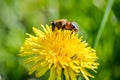 Little bee collecting pollen from a yellow dandelion flower Royalty Free Stock Photo
