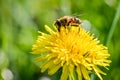Little bee collecting pollen from a yellow dandelion flower Royalty Free Stock Photo