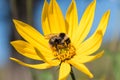 A little bee collects nectar from a flower Jerusalem artichoke i Royalty Free Stock Photo