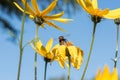 A little bee collects nectar from a flower Jerusalem artichoke in the summer against a blue sky Royalty Free Stock Photo