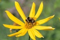 A little bee collects nectar from a flower Jerusalem artichoke in the summer against a blue sky Royalty Free Stock Photo