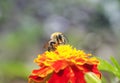 Little bee collects nectar for honey with a bright orange flower