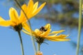 A little bee collects nectar from a flower Jerusalem artichoke i Royalty Free Stock Photo