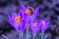 A little bee collects pollen on a delicate crocus flower.