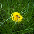 little bee on dandelion Royalty Free Stock Photo