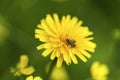 A little bee on a dandelion flower Royalty Free Stock Photo