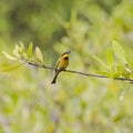 Little Bee-eater