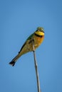 Little bee-eater at angle on sunlit branch