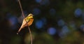 Little Bee Eater Bird Royalty Free Stock Photo