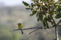 Little Bee-Eater - Birds of The Great Lumpopo Transfrontier Park