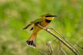 Little bee-eater on branch with open beak Royalty Free Stock Photo