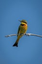 Little bee-eater cocks head on sunlit branch