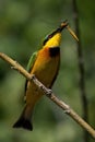 Little bee-eater on diagonal branch eating dragonfly Royalty Free Stock Photo
