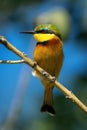 Little bee-eater on diagonal branch turning head Royalty Free Stock Photo