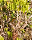 Little Bee-eater family