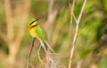 Little Bee-eater looking around