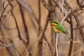 Little Bee-Eater (Merops pusillus)