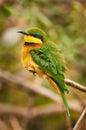 Little Bee-eater Merops pusillus