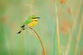 Little Bee-eater, Merops pusillus, detail of exotic green and yellow african bird with red eye in the nature habitat, Okavango, Bo