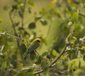 Little bee-eater, Merops pusillus, perched on a branch