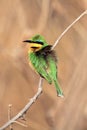 The little bee-eater Merops pusillus sitting on the branch with brow background.A small green African bird with a red eye on a Royalty Free Stock Photo