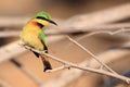 The little bee-eater Merops pusillus sitting on the branch with brown background.Little green african bird with red eye on a Royalty Free Stock Photo