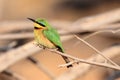 The little bee-eater Merops pusillus sitting on the branch with brown background.Little green african bird with red eye on a Royalty Free Stock Photo