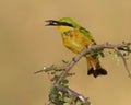 Little Bee-eater Merops pusillus