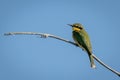 Little bee-eater in profile on sunlit branch