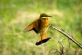 Little bee-eater spreads wings landing on branch