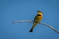 Little bee-eater on sunlit branch turns head