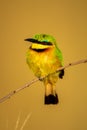 Little bee-eater on thin branch with bokeh