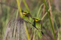 Little Bee-Eaters - Okavango Delta in Botswana Royalty Free Stock Photo