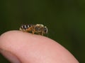 Little bee on a finger-tip Royalty Free Stock Photo