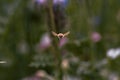 Little bee floating in the air photographed from the front with a green background. Wool floater photographed in flight with wings