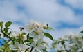 Little bee flying around flowers on tree on blue sky background. Royalty Free Stock Photo